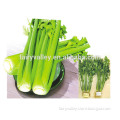 Hybrid high yield celery seeds for growing-Emperor